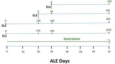 Adaptive laboratory evolution of Salmonella enterica in acid stress